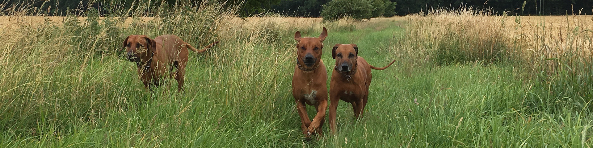 Fortbildungen und Workshops