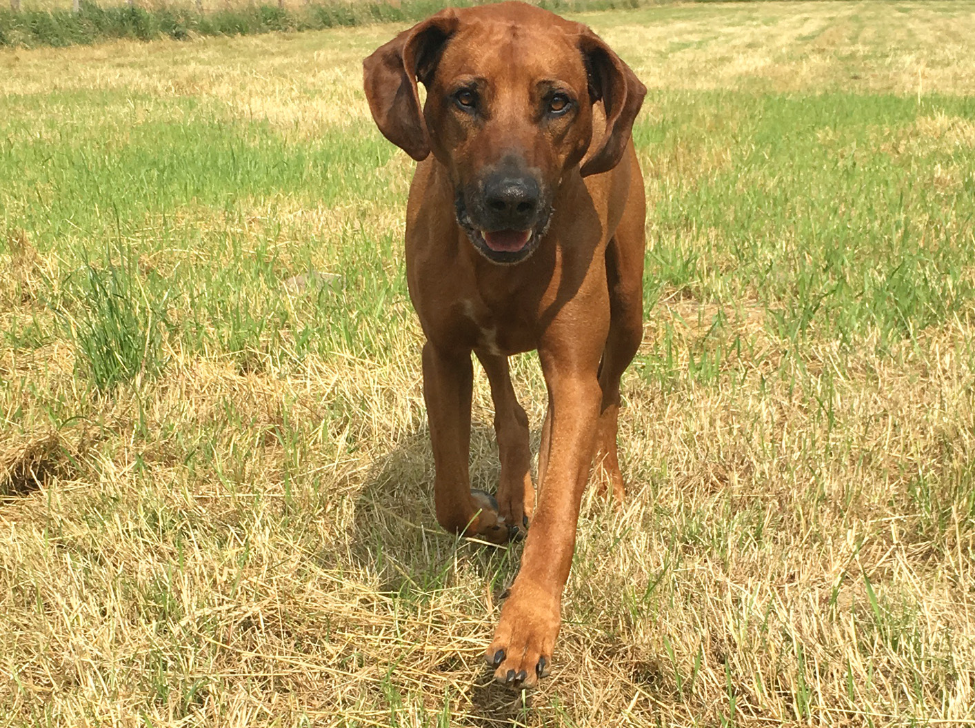 Afra