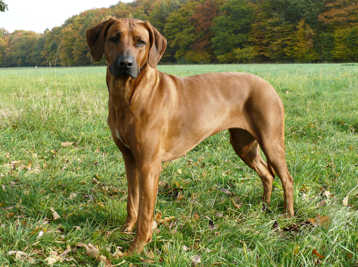 Afra