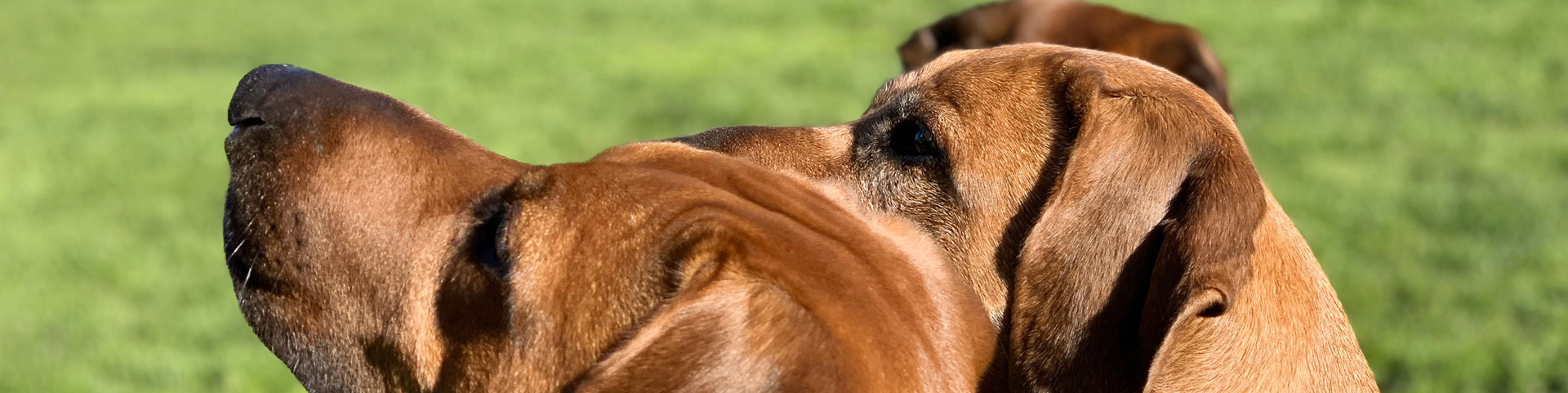 Unsere Hunde