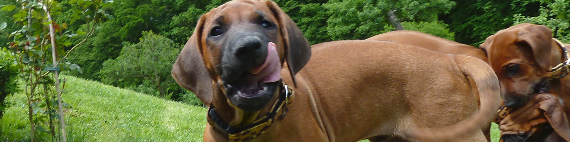 Zuchtziel & Welpenaufzucht