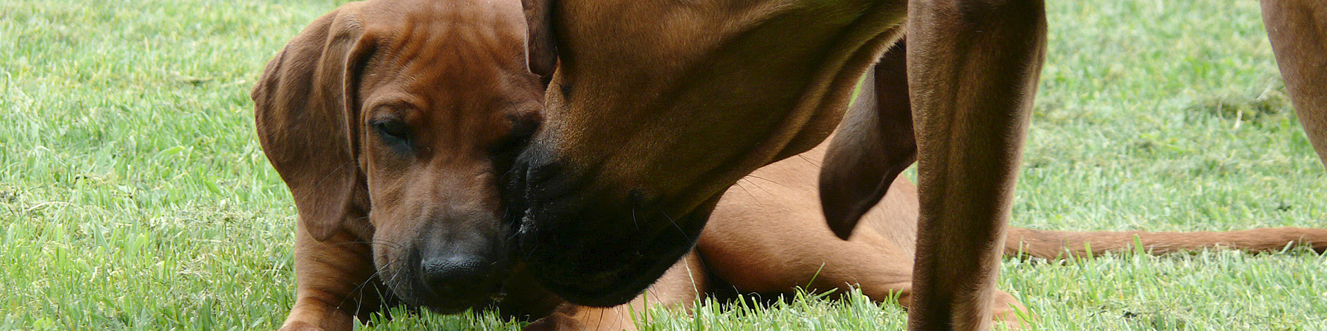 Zuchtziel & Welpenaufzucht